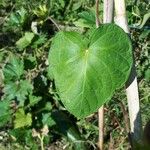 Ipomoea purpureaLapas