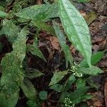 Eumachia sciadephora Habit