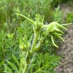 Silphium laciniatum Floare