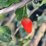 Lycium chinense Fruit