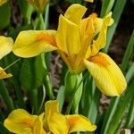 Iris pumila ᱵᱟᱦᱟ