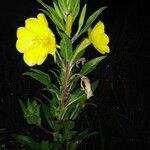 Oenothera biennis花