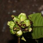 Psychotria globiceps Fruit