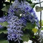 Petrea volubilis পাতা