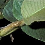 Dillenia ferruginea Leaf