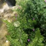 Visnaga daucoidesЛист