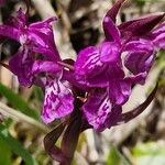Dactylorhiza traunsteineri Kwiat