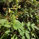 Salvia glutinosa Blüte