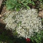 Euphorbia leucocephalaFlower