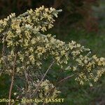 Thymelaea argentata Hábito