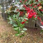 Ilex vomitoria Feuille