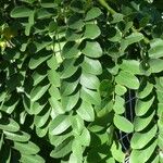 Cassia javanica Leaf