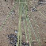 Cyperus conglomeratus برگ