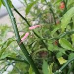 Euphorbia tithymaloides Flor
