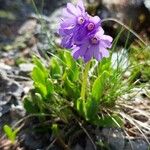 Primula glutinosa Blomst