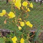 Oenothera glaziovianaFlor