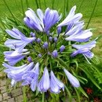 Agapanthus africanus Kvet