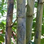 Bambusa vulgaris Кора