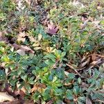 Arctostaphylos uva-ursi অভ্যাস