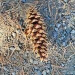 Pinus lambertiana Fruto