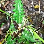 Cirsium filipendulum Leaf