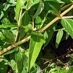 Scutellaria baicalensis Leaf