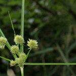 Cyperus rigens Blüte