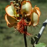 Erythrina sandwicensis