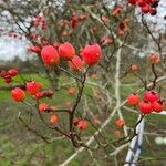 Rosa dumalis Fruit