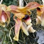 Stanhopea wardii 花