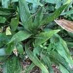 Aspidistra lurida Liść