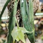 Aeranthes leandriana Blad