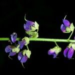 Desmodium purpusii Blomma