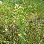 Conyza canadensis Flower