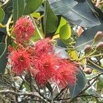 Eucalyptus sideroxylon फूल