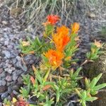 Lampranthus aureus Flor