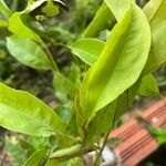 Annona muricata Hoja