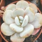 Echeveria laui ഇല