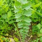 Brassica tournefortii Leaf