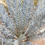 Encephalartos trispinosus Blad