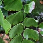 Adiantum peruvianum برگ