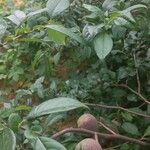 Chaenomeles japonica 果実