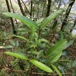 Calophyllum tacamahaca Leaf