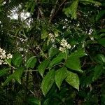 Miconia cooperi موطن