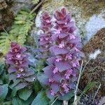 Ajuga pyramidalis Plante entière