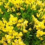 Genista carinalis Hábito
