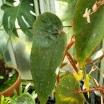 Begonia melanosticta Leaf