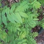 Sorbaria sorbifoliaЛист