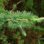 Larix kaempferi Blad