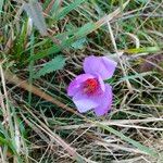 Crocus ligusticus Кветка